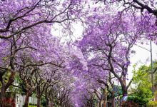 Pretoria: A City of Heritage, Nature, and Culture