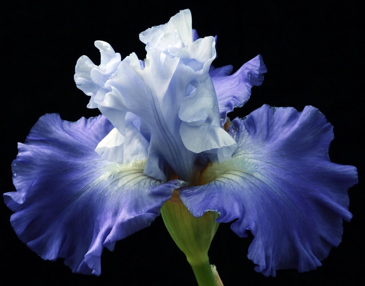 Enchanting Iris flower: Floral Elegance