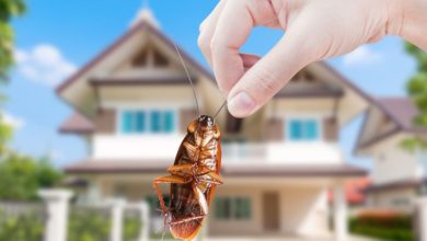 Pest Control Niskayuna NY: Protecting Your Home from Unwanted Guests