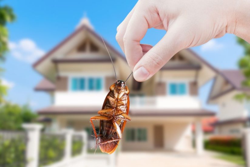 Pest Control Niskayuna NY: Protecting Your Home from Unwanted Guests