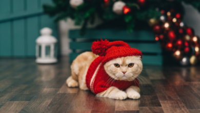 The Ultimate Guide to Finding the Best Cat Xmas Sweater