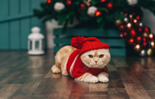 The Ultimate Guide to Finding the Best Cat Xmas Sweater