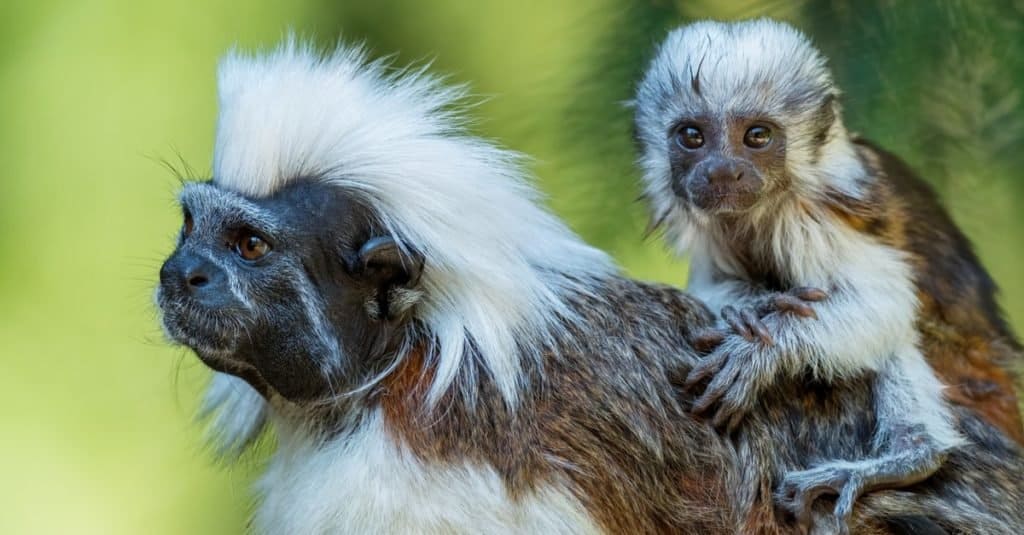 Is Small Monkey Breed better than Huge ones as Pets?