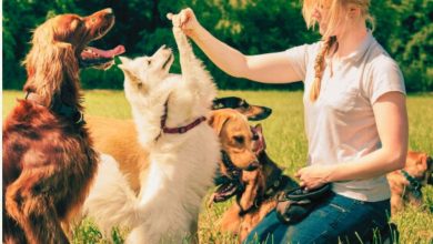 The Bond-Boosting Benefits of Portland Dog Training