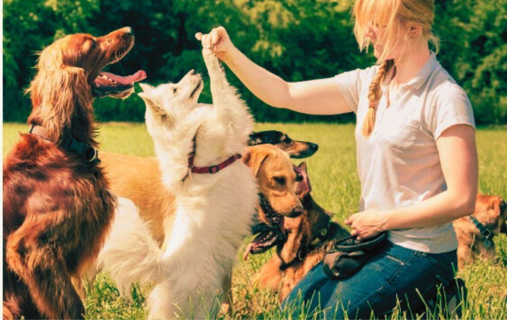 The Bond-Boosting Benefits of Portland Dog Training