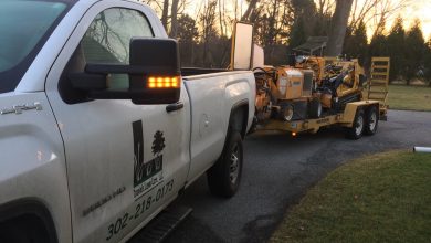 Ensure Your Trees are Healthy and Beautiful with Regular Tree Pruning and Trimming