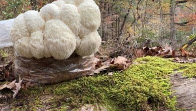 What are the benefits of growing Lion's Mane mushrooms at home