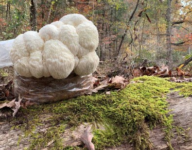 What are the benefits of growing Lion's Mane mushrooms at home