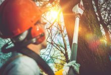 Top 5 Benefits of Professional Tree Trimming in Racine