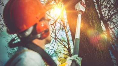 Top 5 Benefits of Professional Tree Trimming in Racine