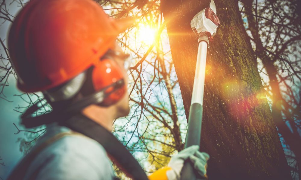 Top 5 Benefits of Professional Tree Trimming in Racine