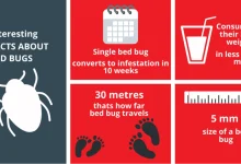Post-Bed Bugs Treatment