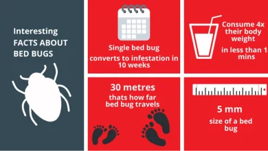 Post-Bed Bugs Treatment