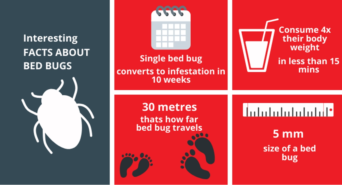 Post-Bed Bugs Treatment