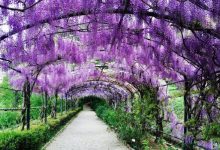 Botanical Treasures: Exploring the Scenic Boboli Gardens of Florence