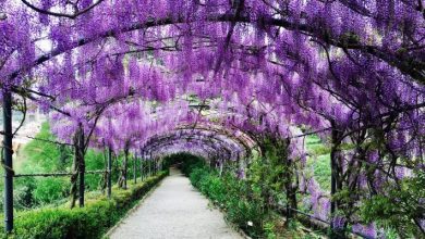 Botanical Treasures: Exploring the Scenic Boboli Gardens of Florence