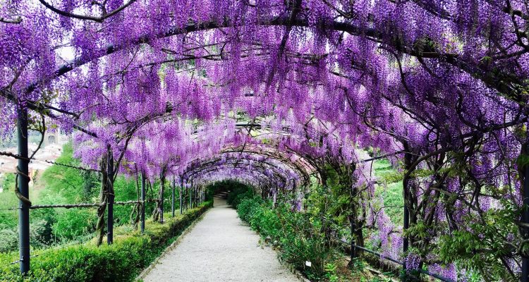 Botanical Treasures: Exploring the Scenic Boboli Gardens of Florence